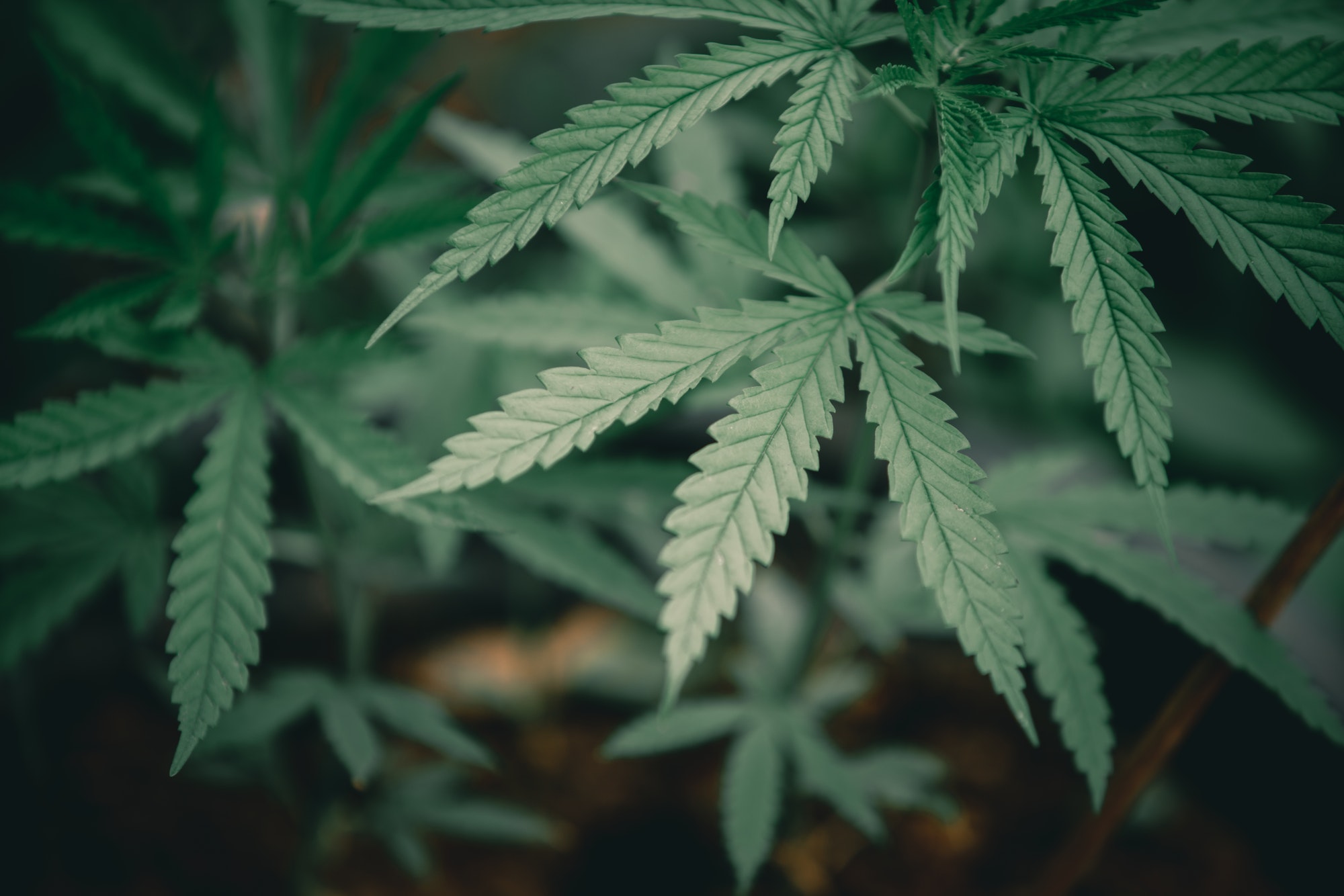 Thai Marijuana leaf in the cannabis plantation