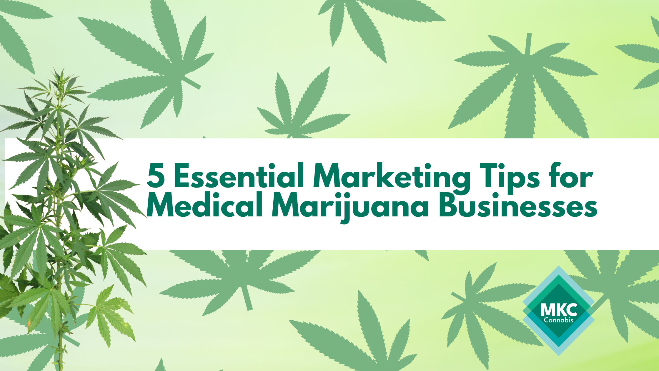 5 Essential Marketing Tips for Medical Marijuana Businesses