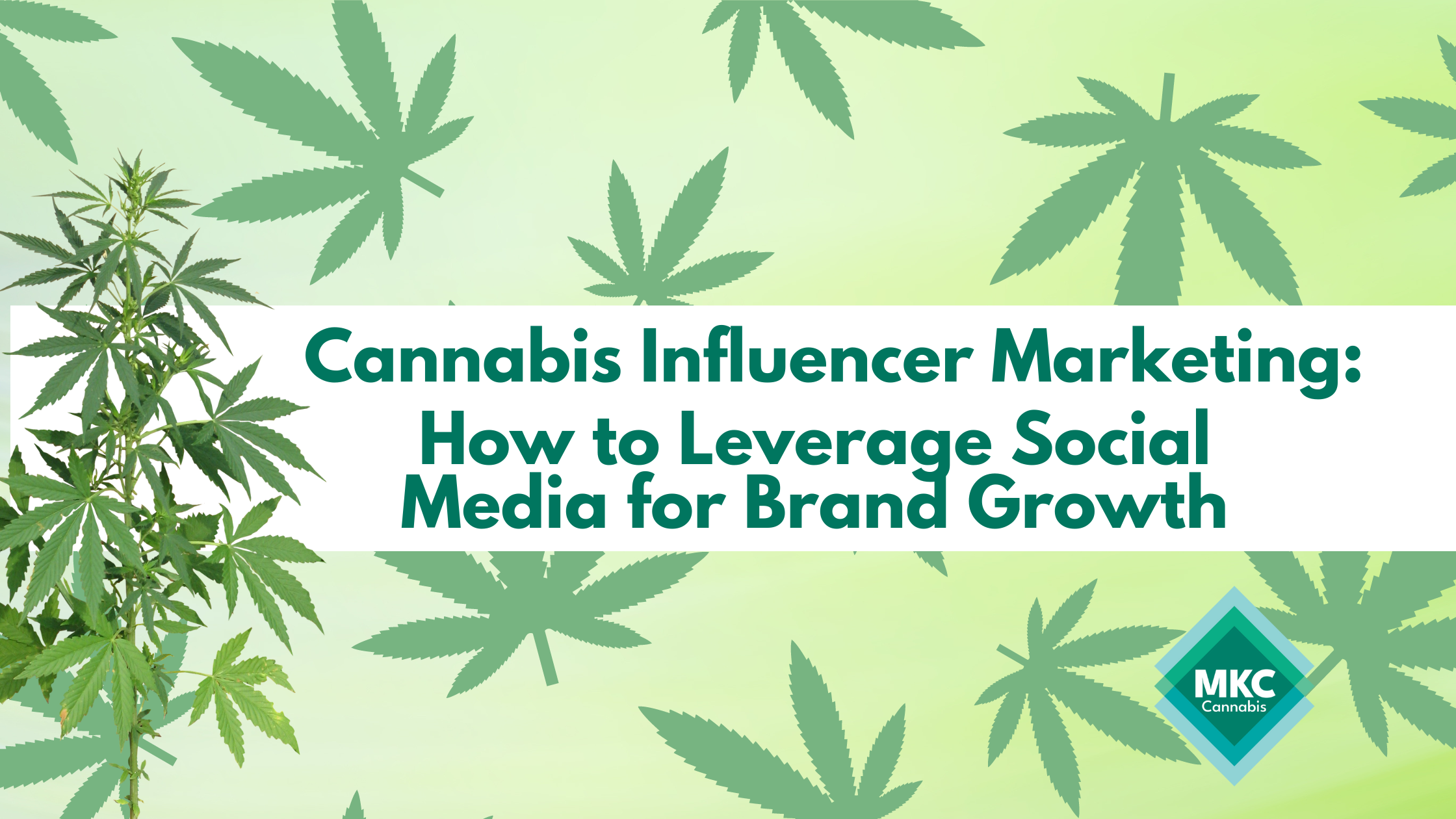 Cannabis Influencer Marketing: How to Leverage Social Media for Brand Growth